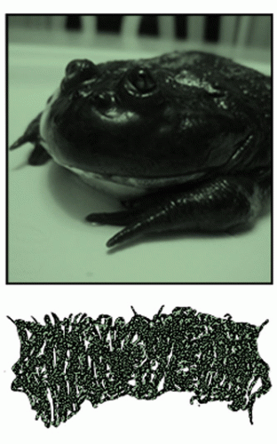 Phyllomedusa : Anuran Slime Transplant Tape